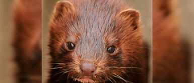 España: Sacrificarán casi 100 mil visones con COVID-19 España: Sacrificarán casi 100 mil visones con COVID-19