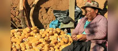 Huancavelica: Un pueblo soportó la cuarentena gracias a comer maíz todos los días Huancavelica: Un pueblo soportó la cuarentena gracias a comer maíz todos los días
