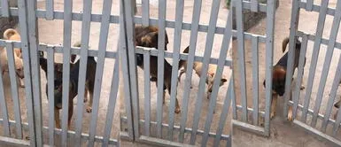 Perro abre la puerta a su papá humano todos los días cuando vuelve a casa Perro abre la puerta a su papá humano todos los días cuando vuelve a casa