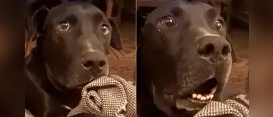 Épica reacción de un perro al enterarse que una cachorra del vecindario está embarazada Épica reacción de un perro al enterarse que una cachorra del vecindario está embarazada