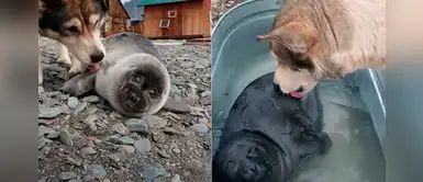 Perro cuida y protege a una foca bebé que sus dueños científicos encontraron en la orilla Perro cuida y protege a una foca bebé que sus dueños científicos encontraron en la orilla