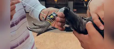 Denuncian reuniones clandestinas para realizar pelea de gallos en SJM Denuncian reuniones clandestinas para realizar pelea de gallos en SJM