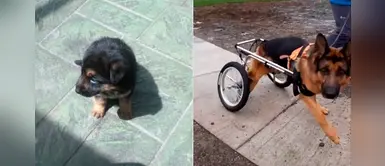 Pastor alemán volvió a caminar luego de que una lesión en la columna afectara sus patas Pastor alemán volvió a caminar luego de que una lesión en la columna afectara sus patas
