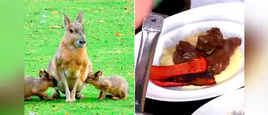 Denuncian a reality luego de que participante cocinara una liebre en peligro de extinción Denuncian a reality luego de que participante cocinara una liebre en peligro de extinción