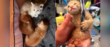 Pequeño gato consuela y protege a sus 2 hermanos con deformidad congénita en el tórax Pequeño gato consuela y protege a sus 2 hermanos con deformidad congénita en el tórax