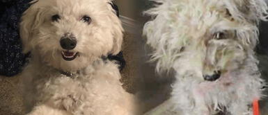 Perro iba ser sacrificado, pero lo rescataron y rehabilitaron a tiempo Perro iba ser sacrificado, pero lo rescataron y rehabilitaron a tiempo