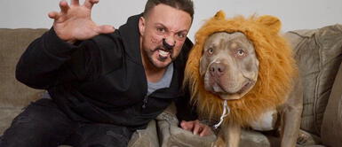 Un perro American Bully exige golosinas de la forma más amorosa del mundo Un perro American Bully exige golosinas de la forma más amorosa del mundo