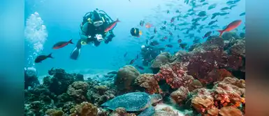 Conozca la variada fauna marina costera que vive en la Reserva Nacional de Paracas Conozca la variada fauna marina costera que vive en la Reserva Nacional de Paracas