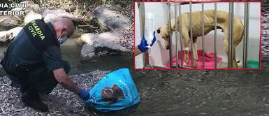 Perro golpeado y lanzado en una bolsa al río sobrevive de milagro Perro golpeado y lanzado en una bolsa al río sobrevive de milagro
