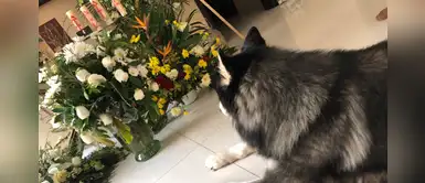 Perro llora desconsoladamente frente a las cenizas de su dueño: "No se despega ni un segundo" Perro llora desconsoladamente frente a las cenizas de su dueño: "No se despega ni un segundo"