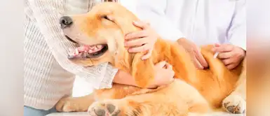 Tres recomendaciones para cuidar a nuestras mascotas en el Día internacional del perro Tres recomendaciones para cuidar a nuestras mascotas en el Día internacional del perro