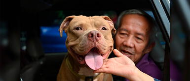 Día Mundial del Perro 2020: Conoce las historias de canes que generaron emoción en redes Día Mundial del Perro 2020: Conoce las historias de canes que generaron emoción en redes