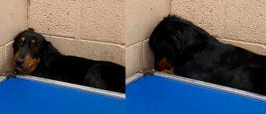 Perrita se oculta en un rincón tras ser devuelta al refugio donde la acogieron Perrita se oculta en un rincón tras ser devuelta al refugio donde la acogieron
