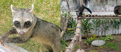 Conoce a Rigby, el mapache sudamericano rescatado en la selva que ahora vive feliz en su nuevo hogar Conoce a Rigby, el mapache sudamericano rescatado en la selva que ahora vive feliz en su nuevo hogar