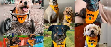 La Patatón Virtual 2020 busca recolectar 2 toneladas de comida para animales rescatados La Patatón Virtual 2020 busca recolectar 2 toneladas de comida para animales rescatados