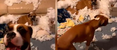 Mujer sorprende con reacción al ver la travesura que hicieron sus perros Mujer sorprende con reacción al ver la travesura que hicieron sus perros