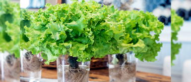 Darán taller virtual completamente GRATIS para aprender a cultivar plantas Darán taller virtual completamente GRATIS para aprender a cultivar plantas