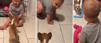 Bebé tiene divertido comportamiento al encontrase con cachorro de bulldog Bebé tiene divertido comportamiento al encontrase con cachorro de bulldog