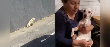 Mujer rescata y adopta a un perro que arrastraba sus patas tras sufrir un accidente Mujer rescata y adopta a un perro que arrastraba sus patas tras sufrir un accidente