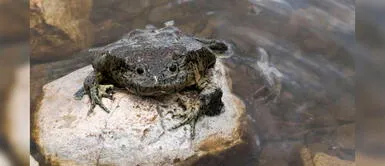 BBC Mundo destaca proyecto científico para salvar a la rana gigante del lago Titicaca BBC Mundo destaca proyecto científico para salvar a la rana gigante del lago Titicaca