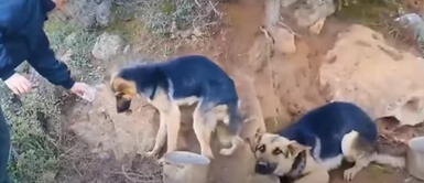 Perro muestra desgarrador comportamiento tras ser rescatado en una montaña | VIDEO Perro muestra desgarrador comportamiento tras ser rescatado en una montaña | VIDEO