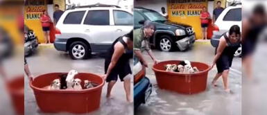 Mexicanos rescatan a una familia de perros en una tina tras inundación por huracán Hanna | VIDEO Mexicanos rescatan a una familia de perros en una tina tras inundación por huracán Hanna | VIDEO