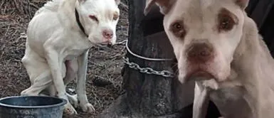 Hero, el perrito que pasó 4 años encadenado a un árbol sin perder la esperanza Hero, el perrito que pasó 4 años encadenado a un árbol sin perder la esperanza