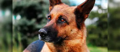 Muere el primer perro diagnosticado con coronavirus en Estados Unidos | FOTOS Muere el primer perro diagnosticado con coronavirus en Estados Unidos | FOTOS