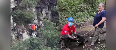Rescatistas arriesgan su vida para salvar a una perrita que cayó por un acantilado Rescatistas arriesgan su vida para salvar a una perrita que cayó por un acantilado