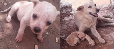 Mamá perruna llevó a su cría a mujer que la rescató para que la cuide | FOTOS Mamá perruna llevó a su cría a mujer que la rescató para que la cuide | FOTOS