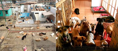 Organizan campaña para mejorar más de 70 albergues de perros y gatos rescatados en plena pandemia | VIDEO Organizan campaña para mejorar más de 70 albergues de perros y gatos rescatados en plena pandemia | VIDEO