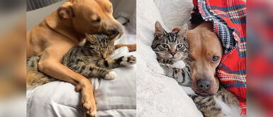 Perro rescatado enternece al encariñarse con el gato de su nueva familia | FOTOS Perro rescatado enternece al encariñarse con el gato de su nueva familia | FOTOS