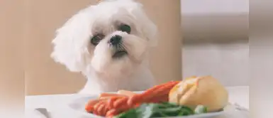 Los 5 alimentos que están prohibidos para nuestras mascotas, según especialistas Los 5 alimentos que están prohibidos para nuestras mascotas, según especialistas