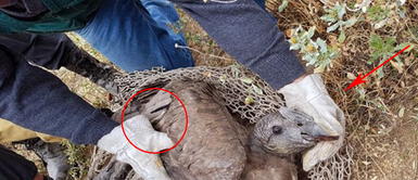 Cóndor se salva de fuerte descarga eléctrica y alza vuelo en los andes Cóndor se salva de fuerte descarga eléctrica y alza vuelo en los andes