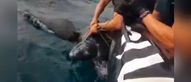 Guardias civiles rescataron a una tortuga que terminó atrapada en una red de pesca Guardias civiles rescataron a una tortuga que terminó atrapada en una red de pesca