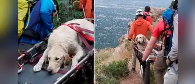 Policías rescataron a un perro deshidratado que no soportó la altura de una montaña Policías rescataron a un perro deshidratado que no soportó la altura de una montaña