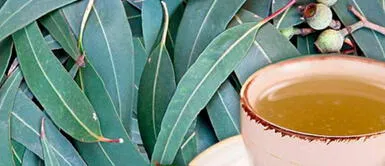 Pérez Albela: "El eucalipto te va a relajar, pero no mata al coronavirus" Pérez Albela: "El eucalipto te va a relajar, pero no mata al coronavirus"