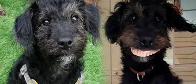 Perro presume "nueva sonrisa" tras robarle la dentadura postiza a su dueña Perro presume "nueva sonrisa" tras robarle la dentadura postiza a su dueña