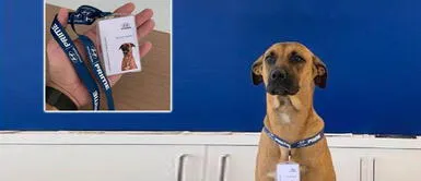 Perrito callejero fue adoptado por trabajadores de conocida tienda de autos Perrito callejero fue adoptado por trabajadores de conocida tienda de autos