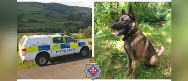 Pastor alemán encontró y rescató a unos abuelitos con demencia que cayeron a una zanja Pastor alemán encontró y rescató a unos abuelitos con demencia que cayeron a una zanja