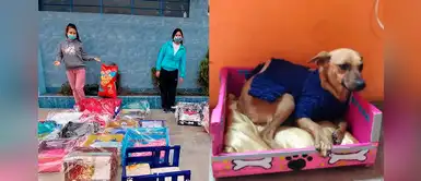 Niños construyen y donan camas de madera para perros y gatos abandonados en albergues Niños construyen y donan camas de madera para perros y gatos abandonados en albergues