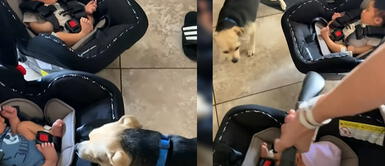 Inesperada reacción de perro al conocer a los gemelos recién nacidos sorprende a padres Inesperada reacción de perro al conocer a los gemelos recién nacidos sorprende a padres