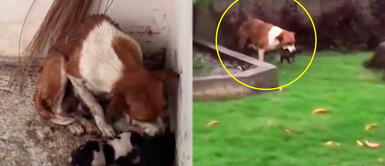 Perrita protege a sus crías de la lluvia para que no mueran de frío | VIDEO Perrita protege a sus crías de la lluvia para que no mueran de frío | VIDEO