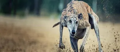 Dejó de servir como galgo de carreras y lo abandonaron como un objeto Dejó de servir como galgo de carreras y lo abandonaron como un objeto