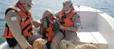 Niño perdido sobrevivió la noche más fría del año gracias al apoyo de sus perros | FOTOS Niño perdido sobrevivió la noche más fría del año gracias al apoyo de sus perros | FOTOS