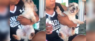 Perrito hace berrinche a su papá humano para que no le corten las uñas | VIDEO Perrito hace berrinche a su papá humano para que no le corten las uñas | VIDEO