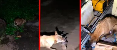 Perra arriesga su vida para salvar a sus cachorros de morir ahogados Perra arriesga su vida para salvar a sus cachorros de morir ahogados