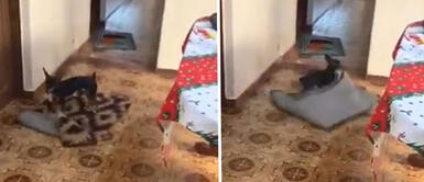 Perrita mueve las alfombras para dar paso a su abuela en silla de ruedas Perrita mueve las alfombras para dar paso a su abuela en silla de ruedas