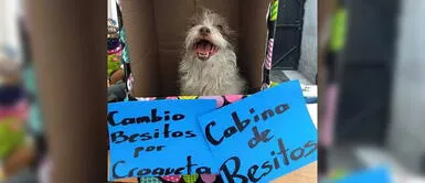 Perrita tiene 'stand de los besos' para comprar alimentos de animales rescatados | FOTOS Perrita tiene 'stand de los besos' para comprar alimentos de animales rescatados | FOTOS