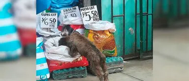 Hombre se apiada y deja que perro sin hogar coma las croquetas que vende en su bodega Hombre se apiada y deja que perro sin hogar coma las croquetas que vende en su bodega